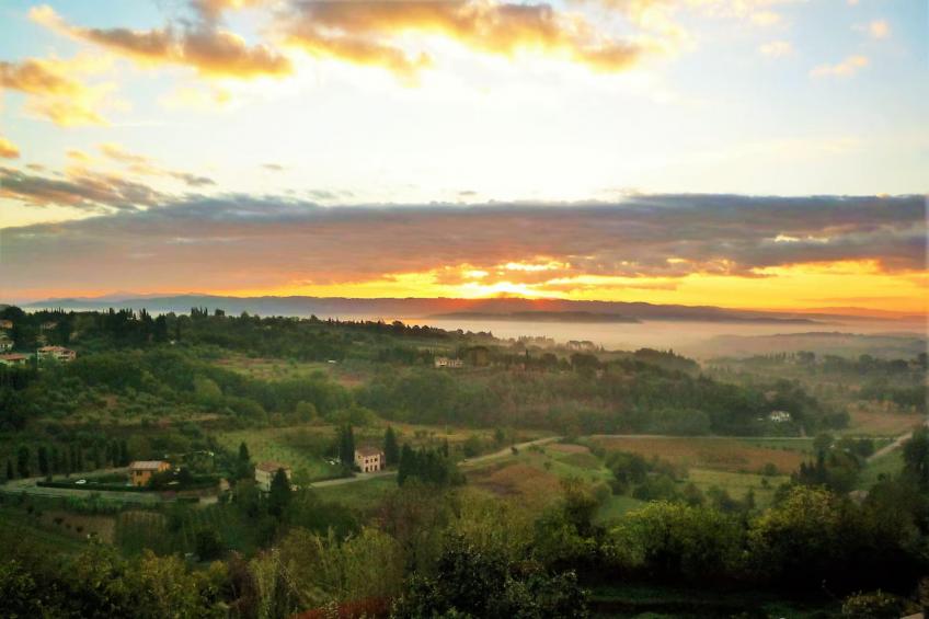 Paulonia - foto 18
