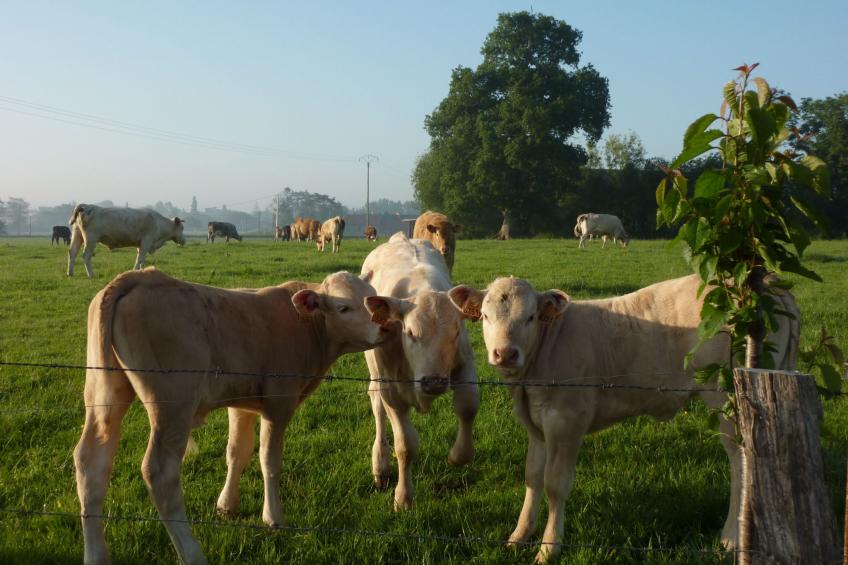Kleines Studio auf dem Land für 2 Personen - foto 27