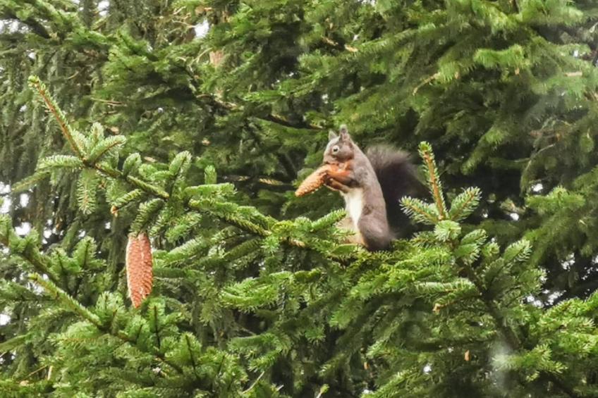Kombination Bärenhütte Hirschblick 8 Erw 2 Kinder - foto 41