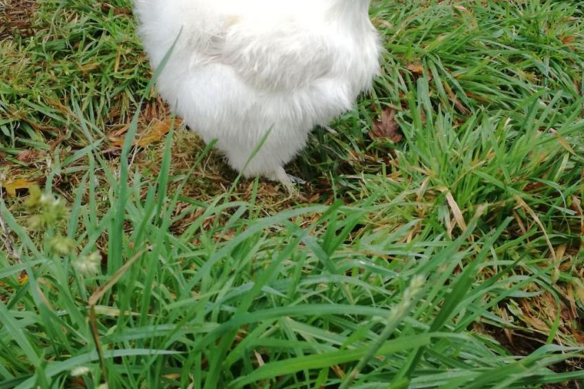 Pleine Nature in der Bretagne - foto 21