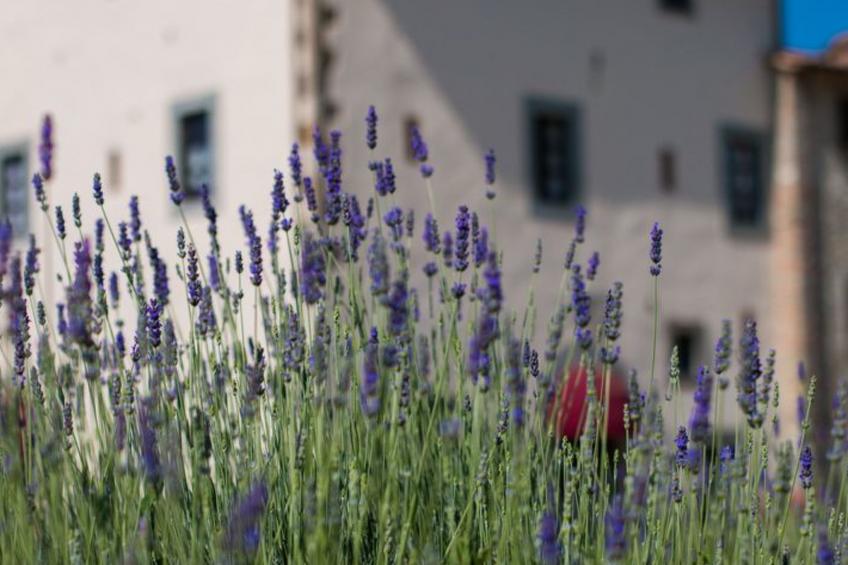 Wohnung 'Sunflower' mit Privatparkplatz - foto 12