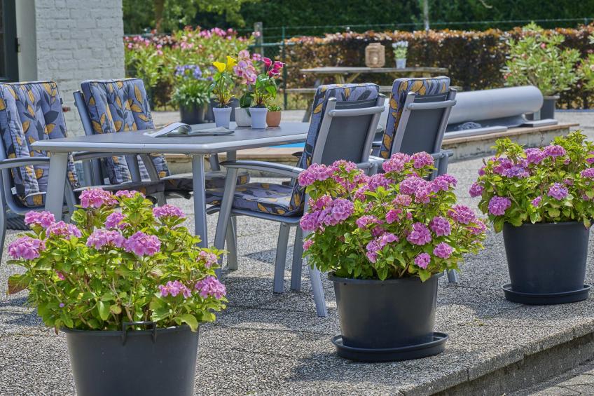 De Vrije Vogel - foto 6