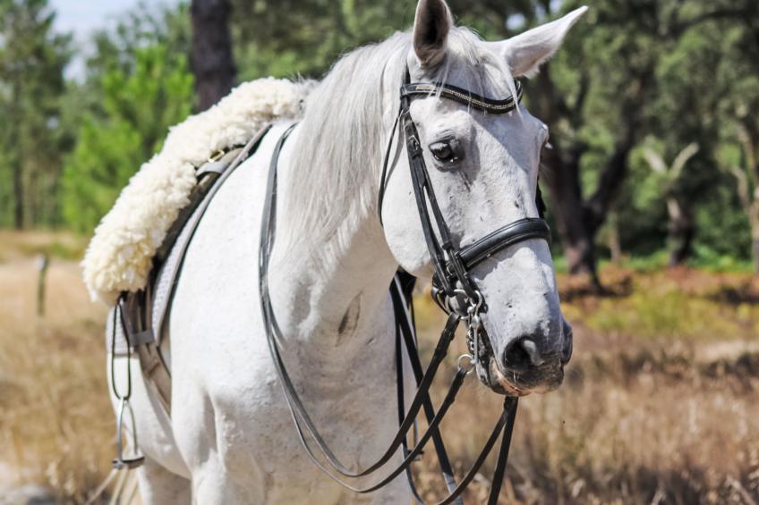 Herdade de Montalvo - foto 32