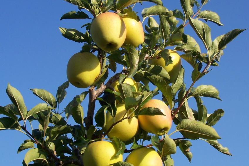 Kerschbamerhof Fewo Pink Lady mit Panoramablick - foto 14