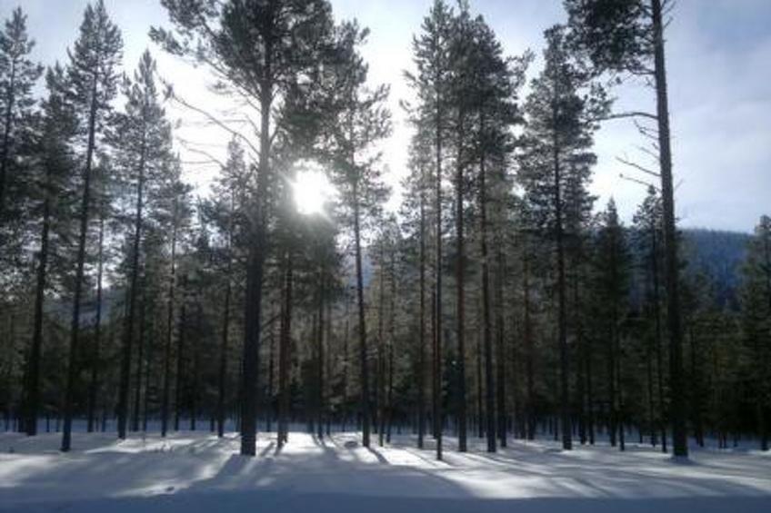 Kangastus a - foto 4