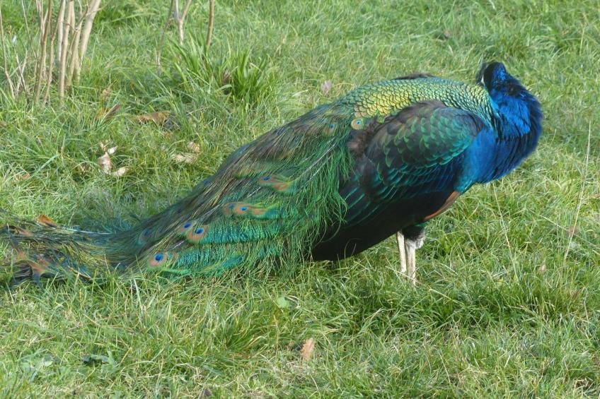 La Ferme des Paons - foto 32