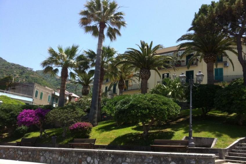 flacher Kirschbaum - foto 14