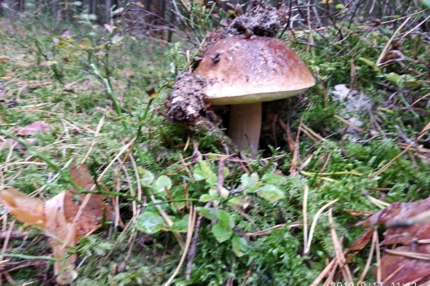 Ferienvilla "Villa Jolanta" mit Sauna - foto 29