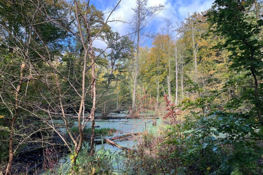 Landurlaub Mecklenburgische Seenplatte b. Waren Müritz - foto 26
