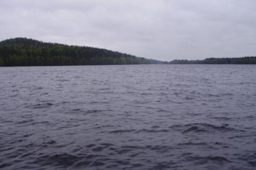 Hevonkuusi - foto 47