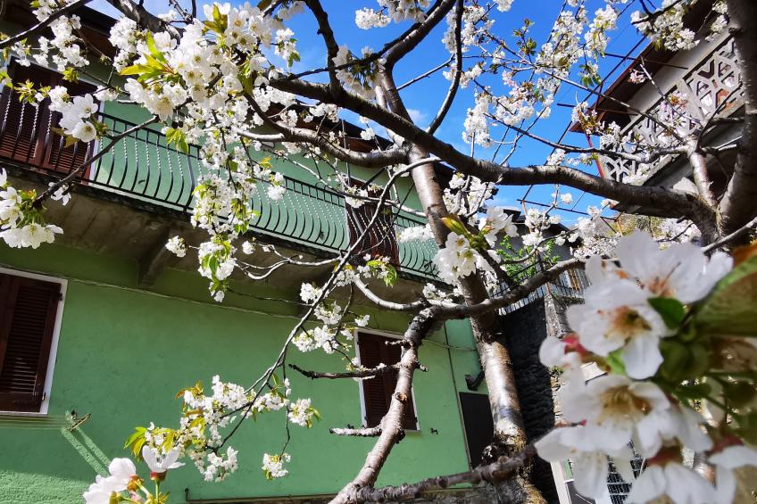 Green House - foto 17