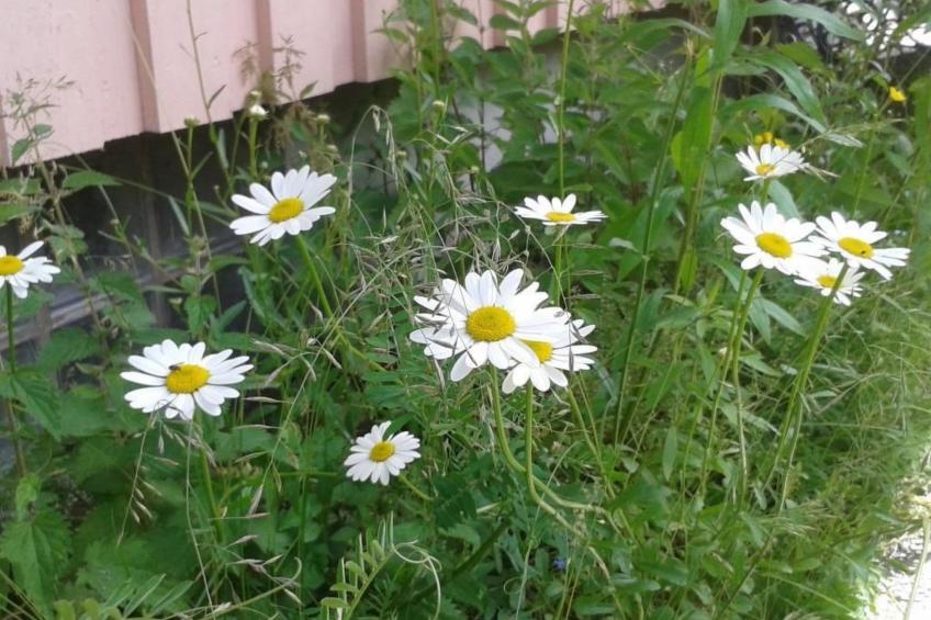 Gemütliches Haus in Arvika mit Garten und Grill - foto 4