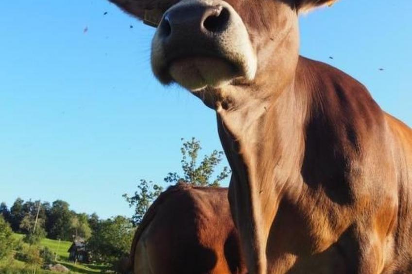 Zeltferien Into the Wäid "Zelt unter der Esche" - foto 9