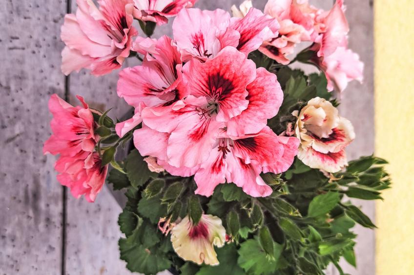 Gasthaus Waldfrieden (MON260) - foto 41