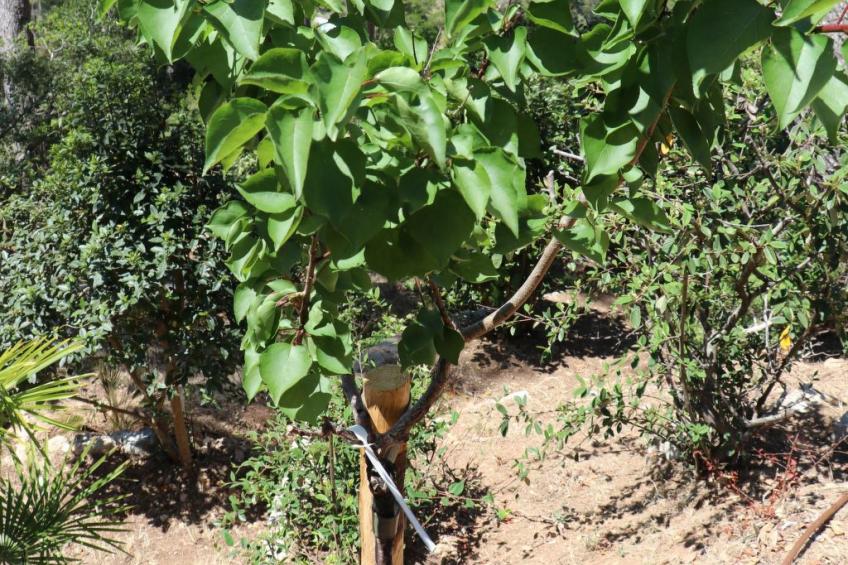 Wohnung "Mesomax RDC" in Strandnähe mit Meerblick - foto 41