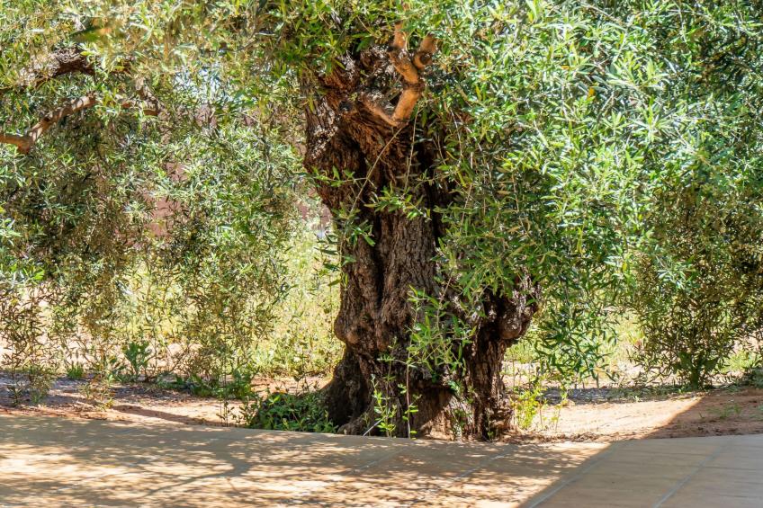 Olivera Country Cottage - foto 42