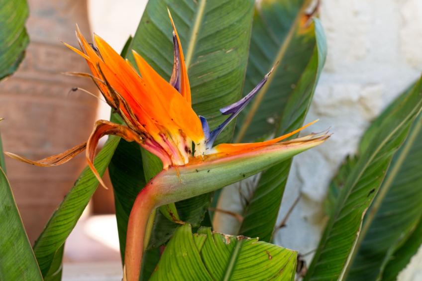 Traditionelle Villa mit privatem Pool - foto 44