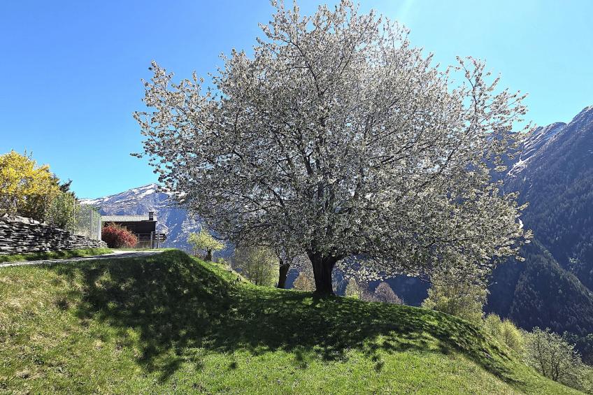 Cà dru Lurenz - foto 25