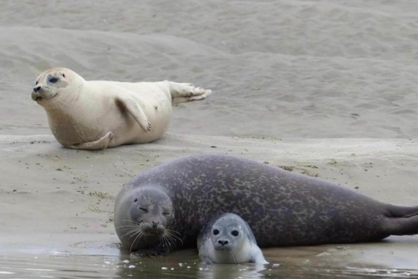Berck sur Mer 9 - foto 38