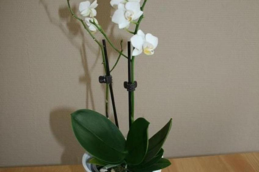 Småland ausserhalb Älmhult - foto 16