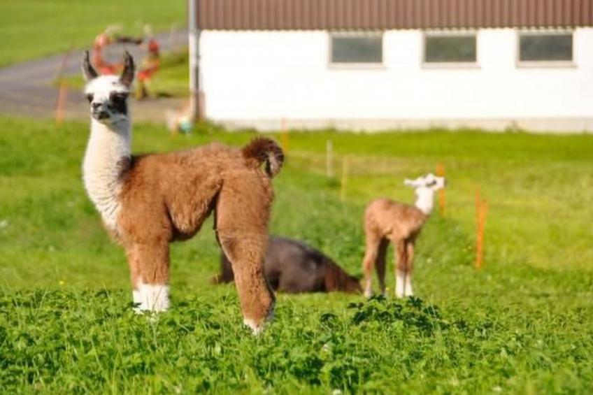 Chäserruggblick - foto 32