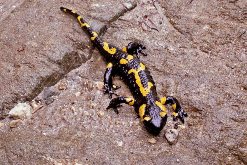 in Sibiel mit Terrasse und Grill - foto 23