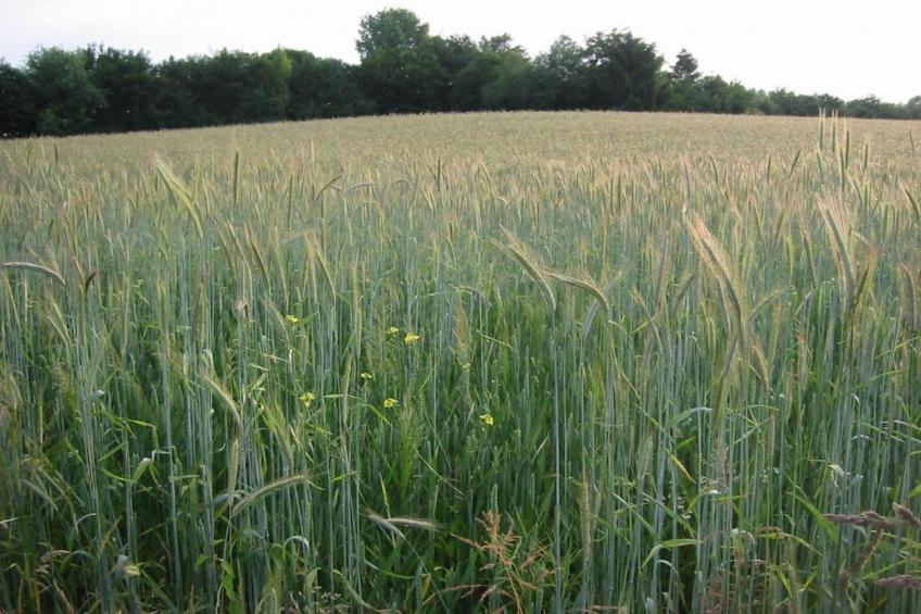 Ravenbosch - Fireplace & Garden Shed - foto 28