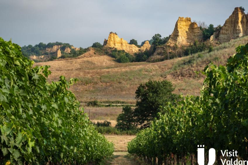 Flache Kornblume - foto 24