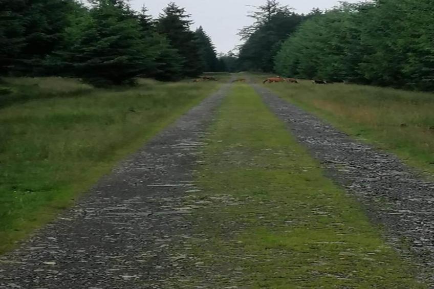 L'Orchidee - foto 31