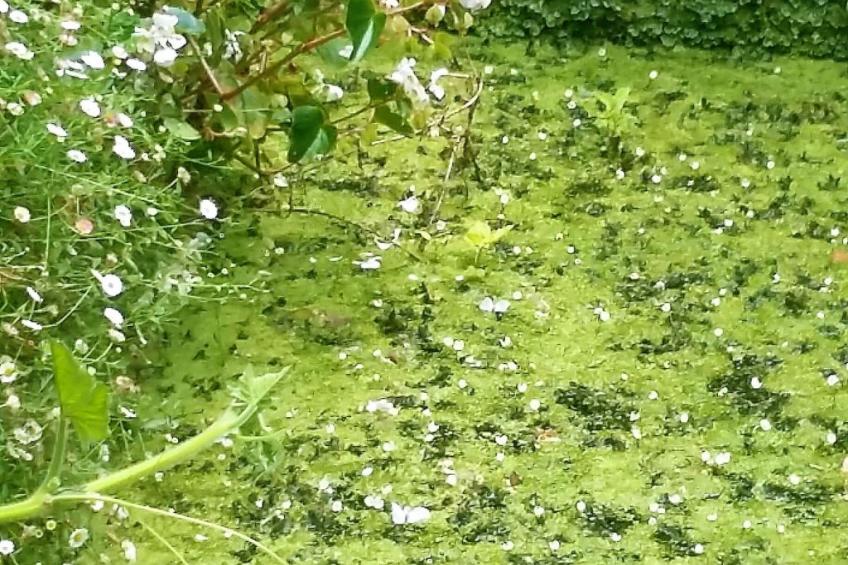 Quinta D'Avó Amélia, wunderschönes Landhaus zwischen den Bergen und dem Meer - foto 32