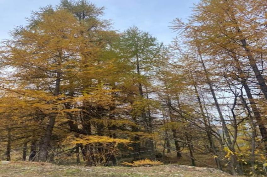 Les Trois Feuilles - foto 35