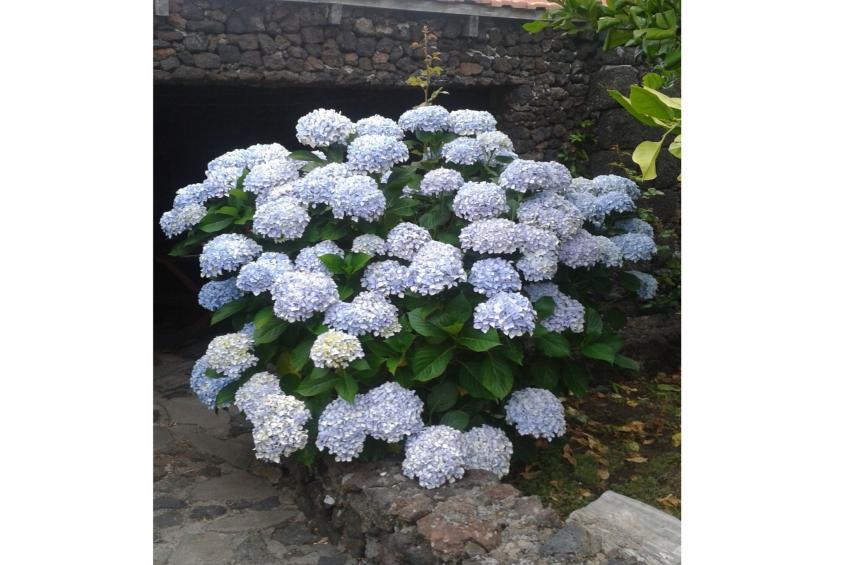 Traditionelles kanarisches Landhaus - foto 44