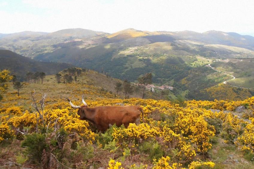 "Großmutters Häuschen" mit überdachter Terrasse - foto 25