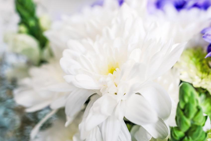 Pine Needle Lodge - foto 11