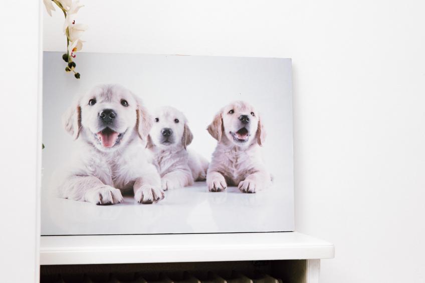 Hubertus I - foto 25