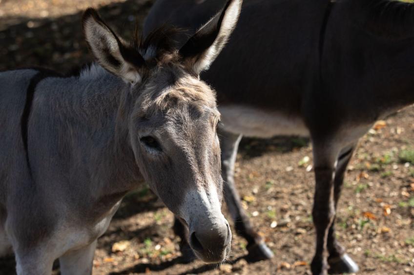 Appartement LouisXVI - foto 15