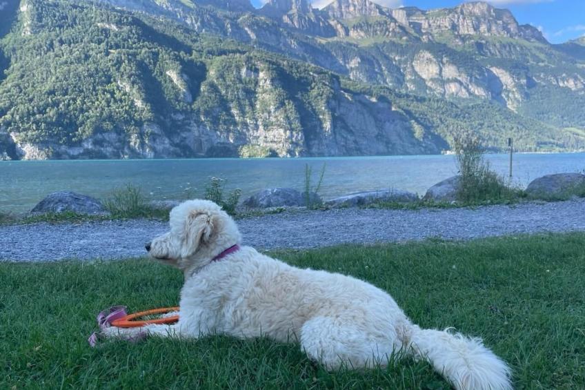 Extraordinaire Chalet - Walensee - foto 12