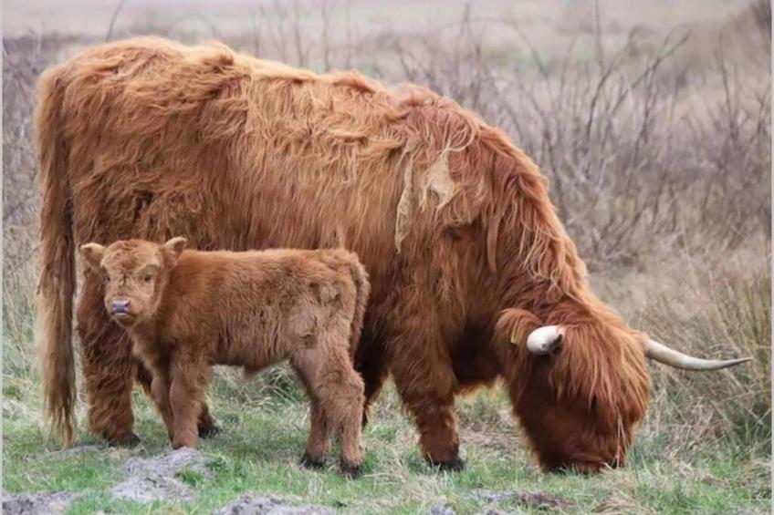 Strandslag 217 - foto 34