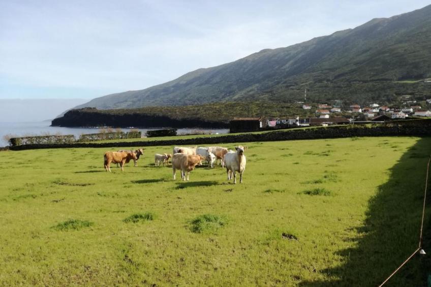"Vinea Lava" mit Blick auf das Wasser - foto 35