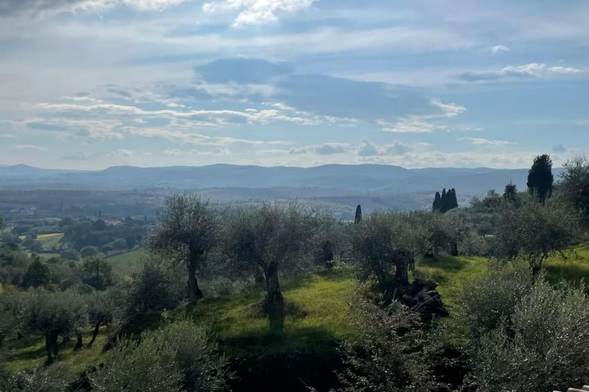 Paulonia - foto 28