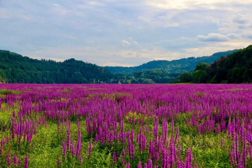 Hülsemann - foto 34