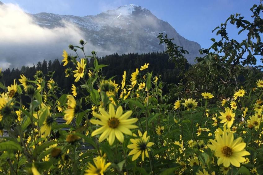 Chalet am Bühl - foto 50