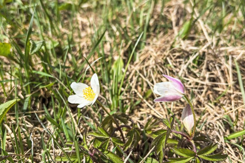 U Dvou vleků - foto 61