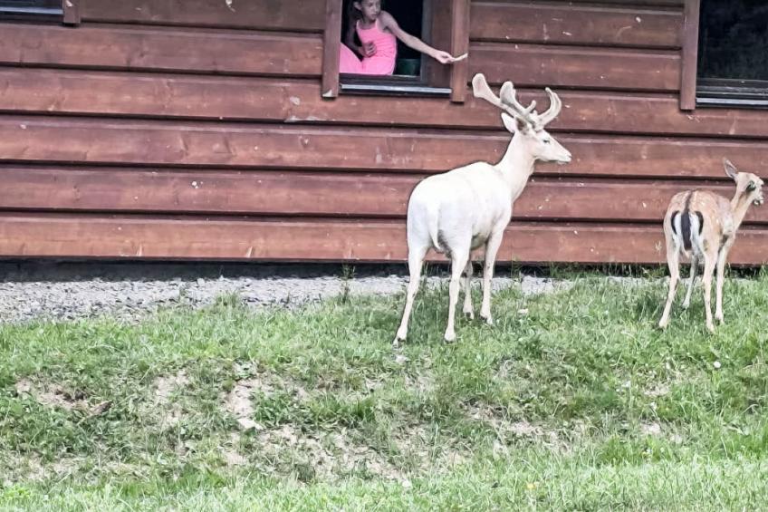 U Jelení obory - foto 17