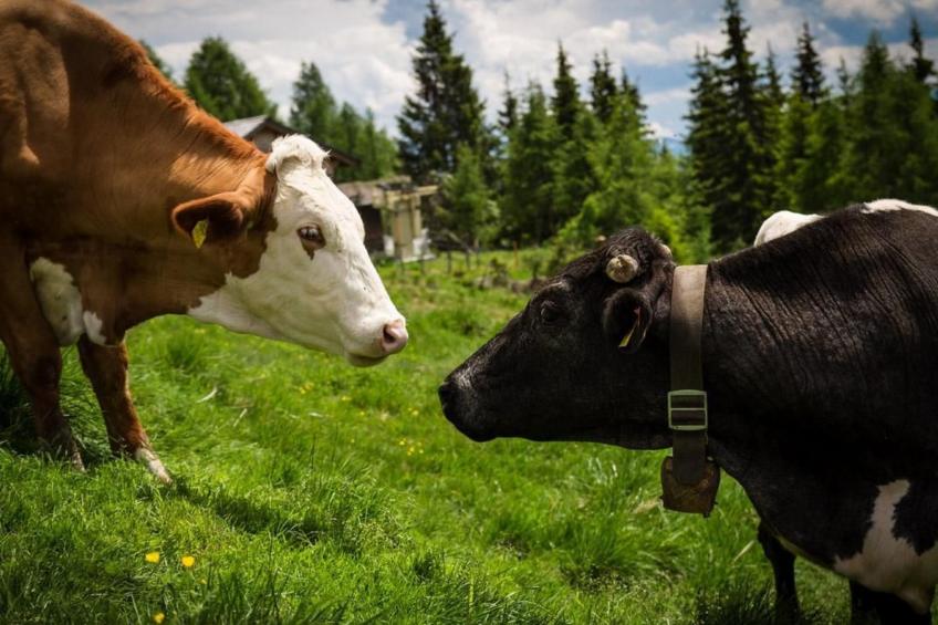 Almhütte Enzian - foto 40