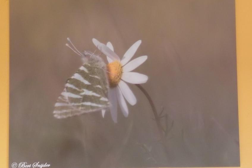 Monte Horizonte Casa Sobreiro Eco und Na - foto 24