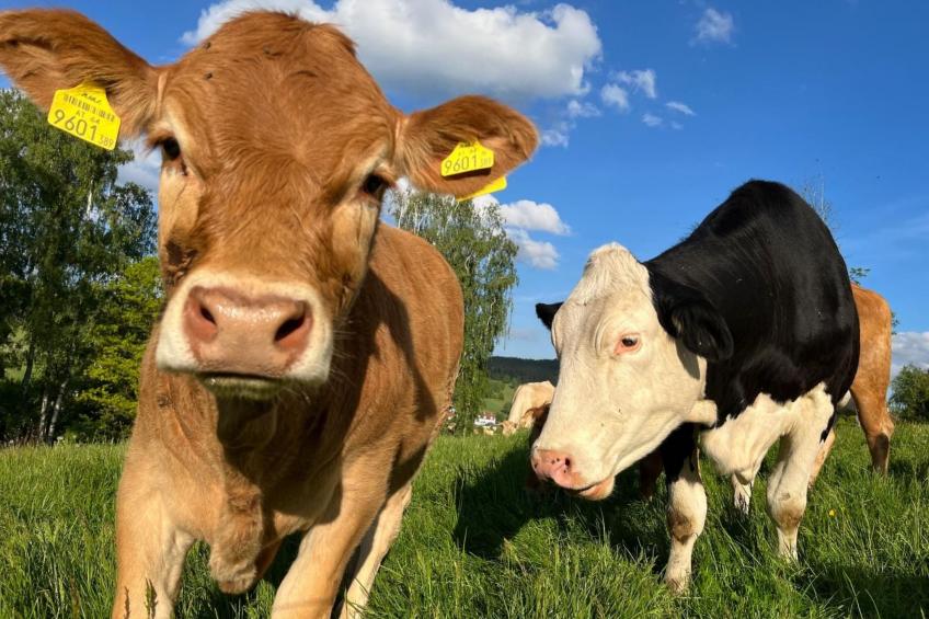 Wandlhof Ferienwohng - foto 11