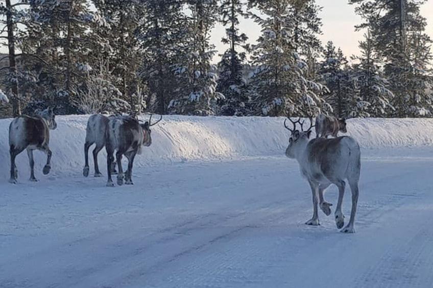 Gemütliches Ferienhaus Angermanland - höga Kusten - foto 40