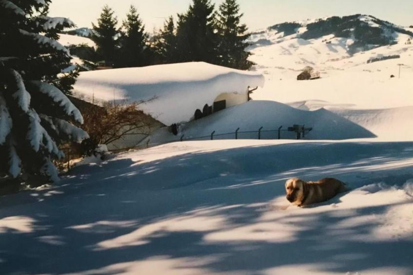 Soldanella - foto 28