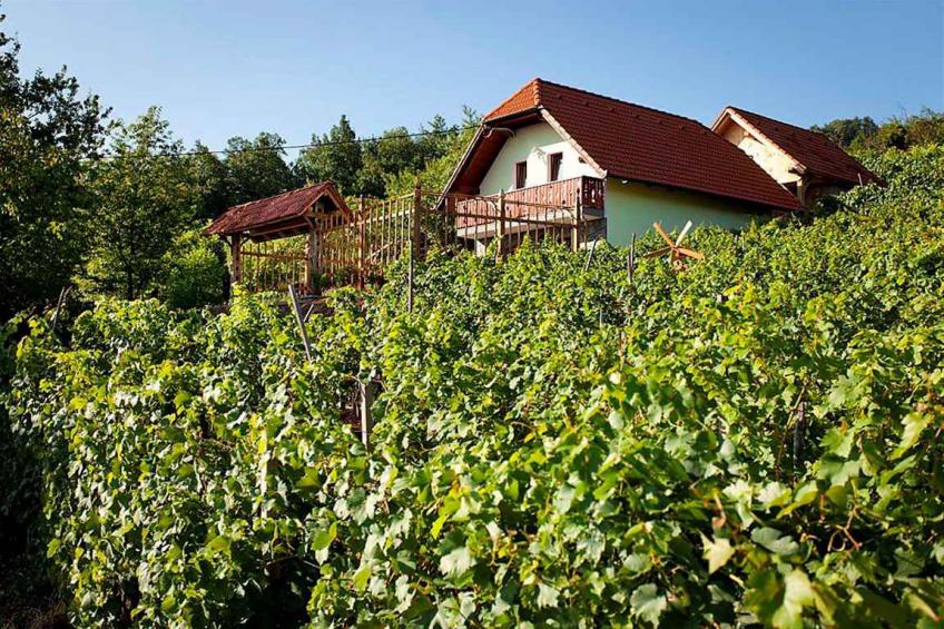 Holiday house in a vineyard - BF-Y6J5